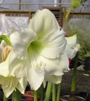 Amaryllis Jumbo Potted Kit - Mont Blanc